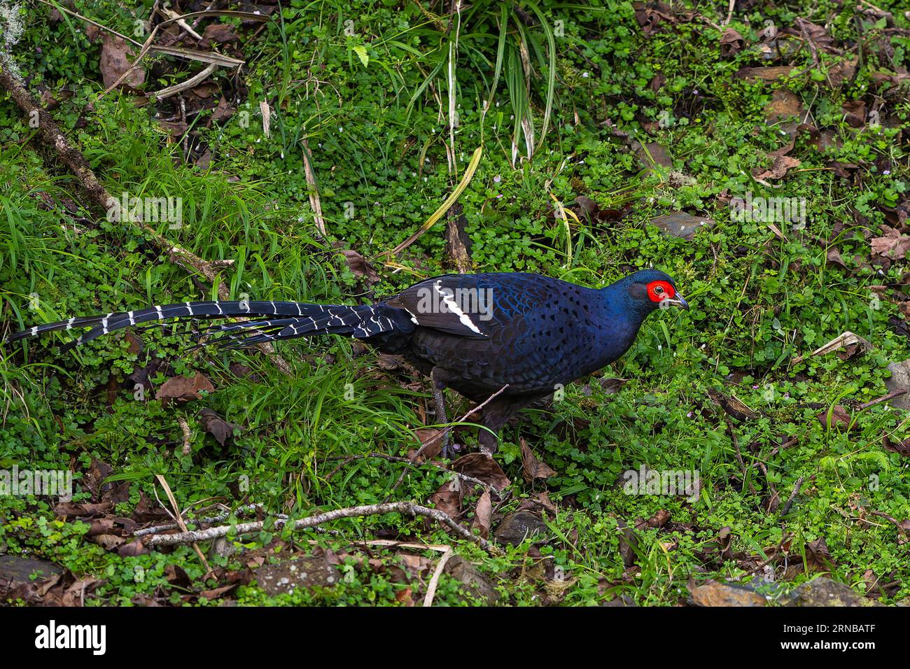 Mikado, fagiano endemico uccello di Taiwan Foto Stock