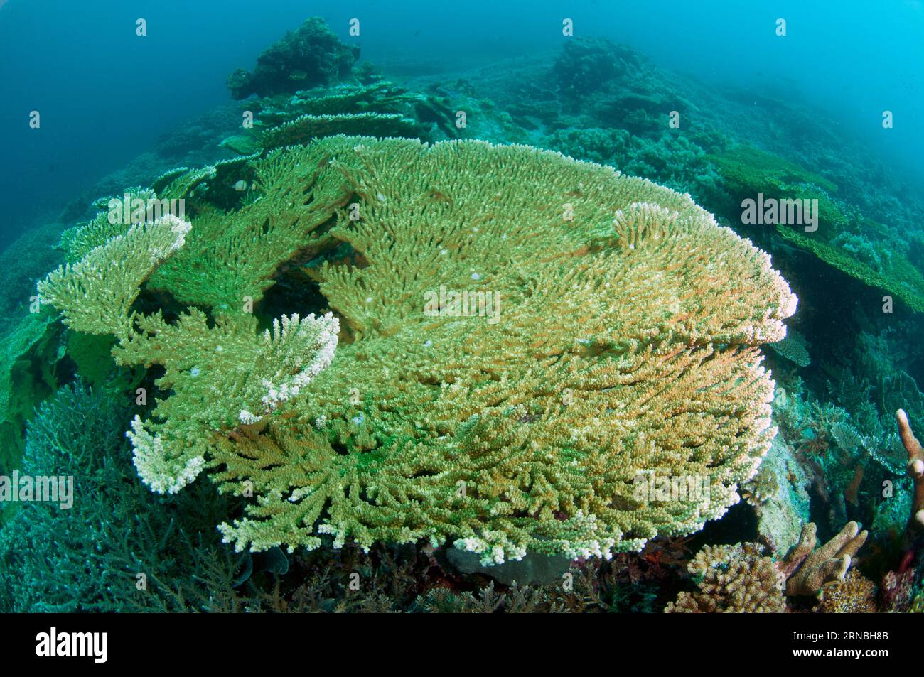 Table Coral, Acropora sp, grandi lastre che crescono su flusso lavico relativamente recente, Lava flow dive site, banda Neira, Ba.nda Islands, Maluku Province, Band Foto Stock