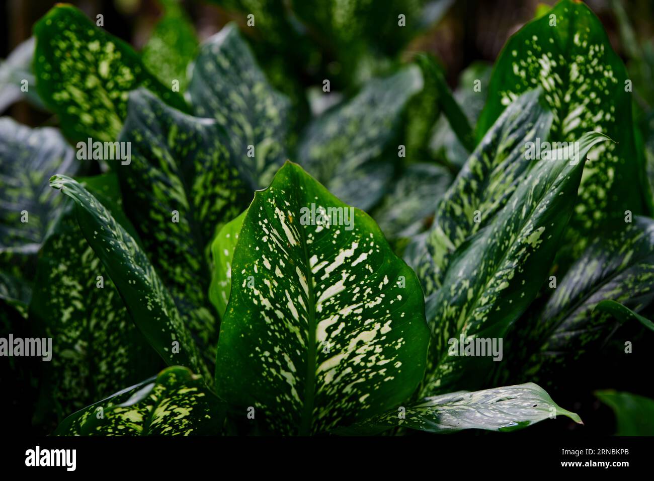 Full frame a corto di foglie di Dieffenbachia in giardino Foto Stock