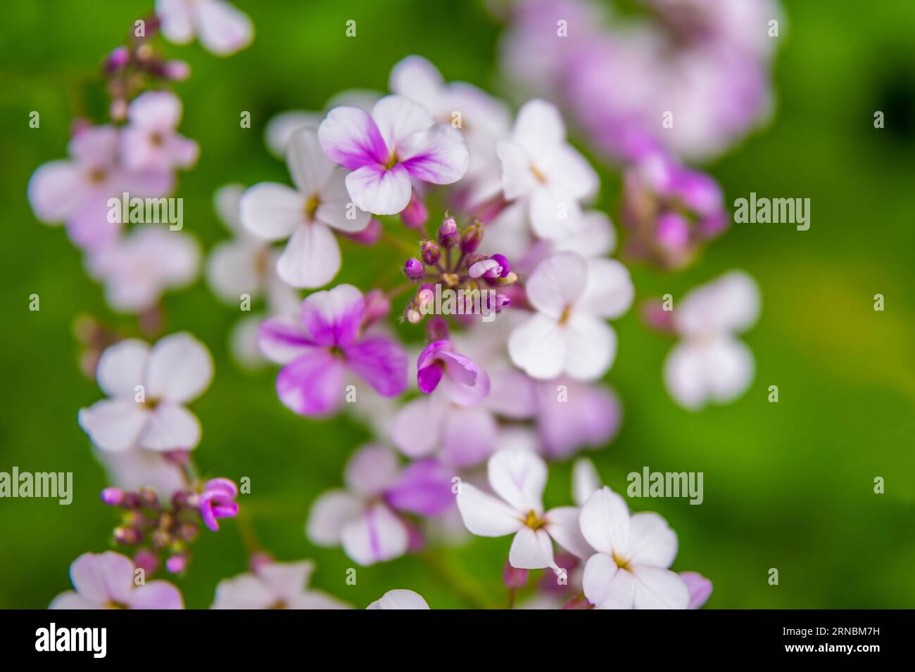 Dame Rocket Flower a River Falls, Wisconsin Foto Stock