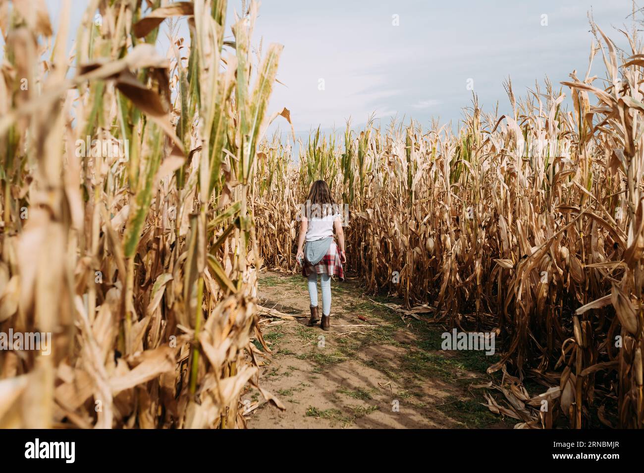 Ragazza pre-adolescente che cammina nel labirinto di mais in autunno Foto Stock