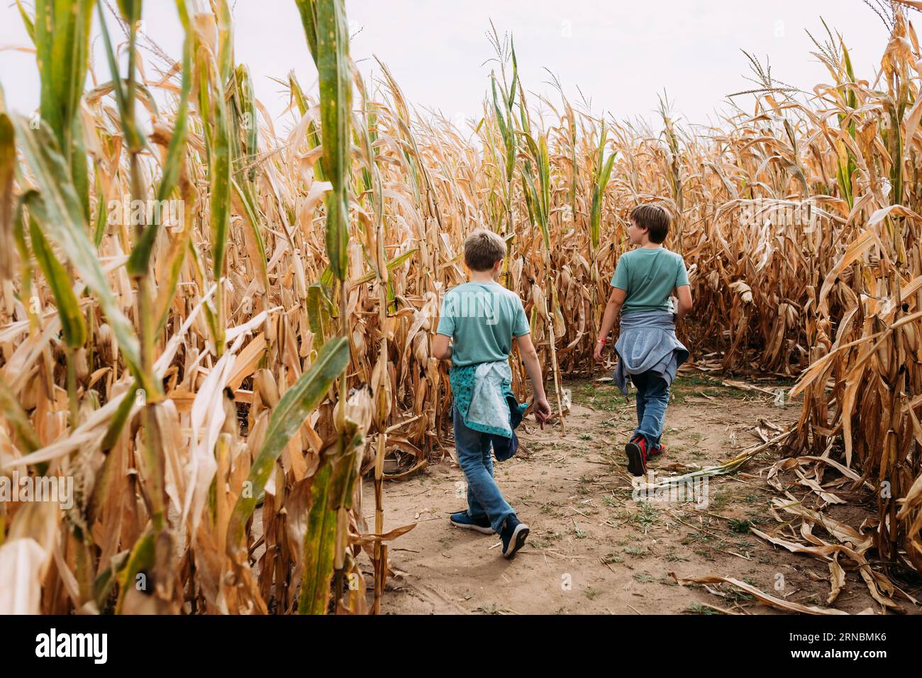 I bambini camminano attraverso il labirinto di mais in autunno Foto Stock