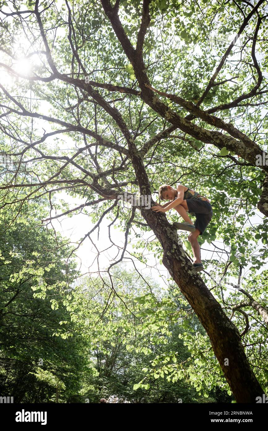 Guarda i bambini che si arrampicano in alto sugli alberi il giorno d'estate Foto Stock