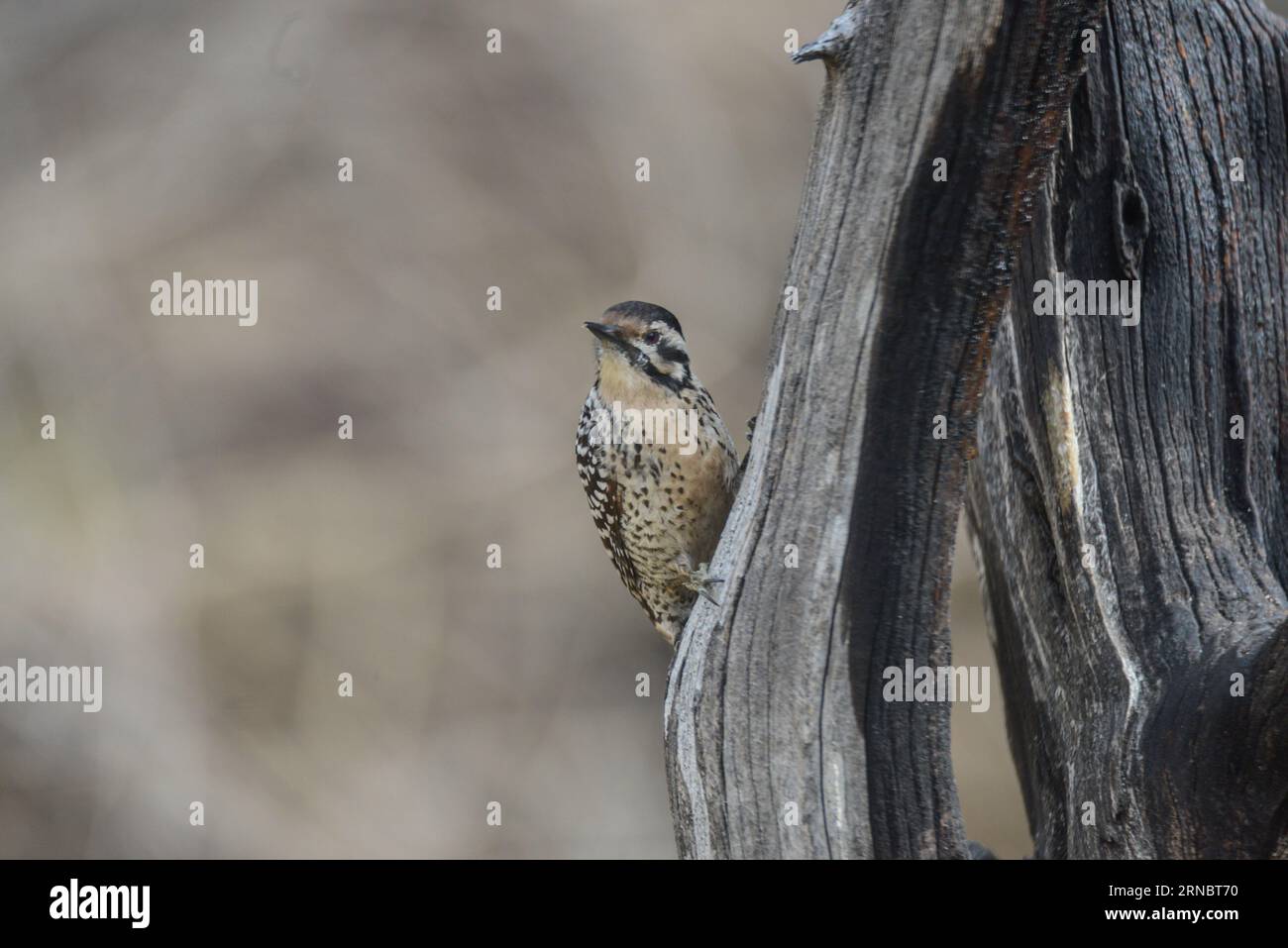 Uccellino Tan Woodpecker femmina su albero Foto Stock