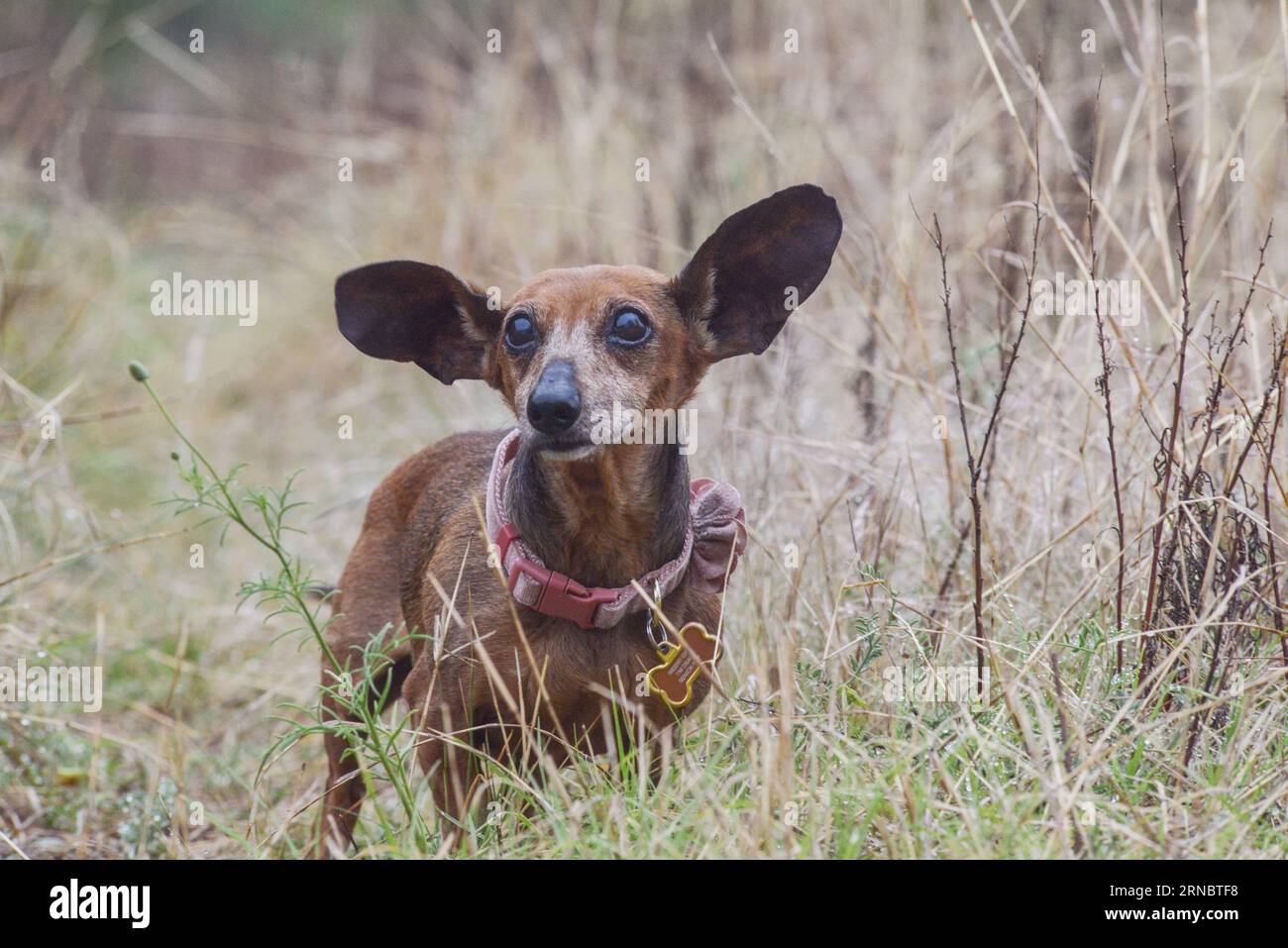 Vecchio cane da dachshund rosso in campo con grandi orecchie Foto Stock