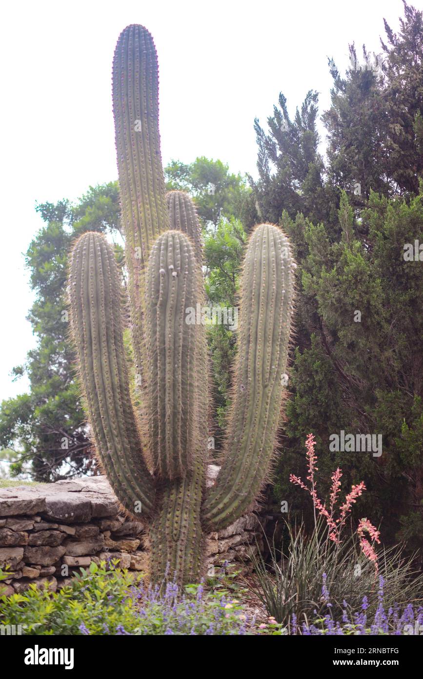 Grande stabilimento di Green Texas Cactus Foto Stock