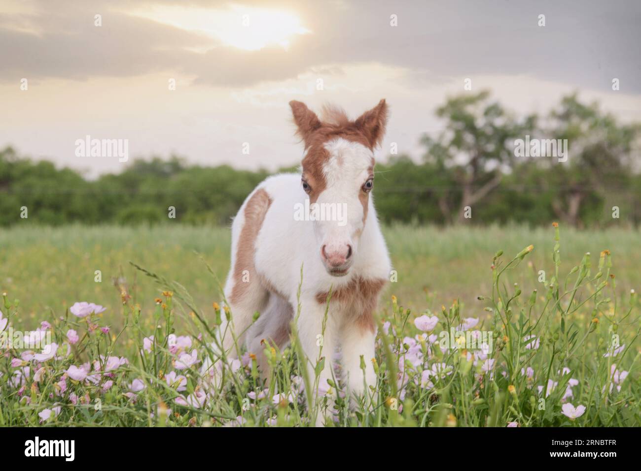 Paint Horse Foal nel Wildflower Field Foto Stock