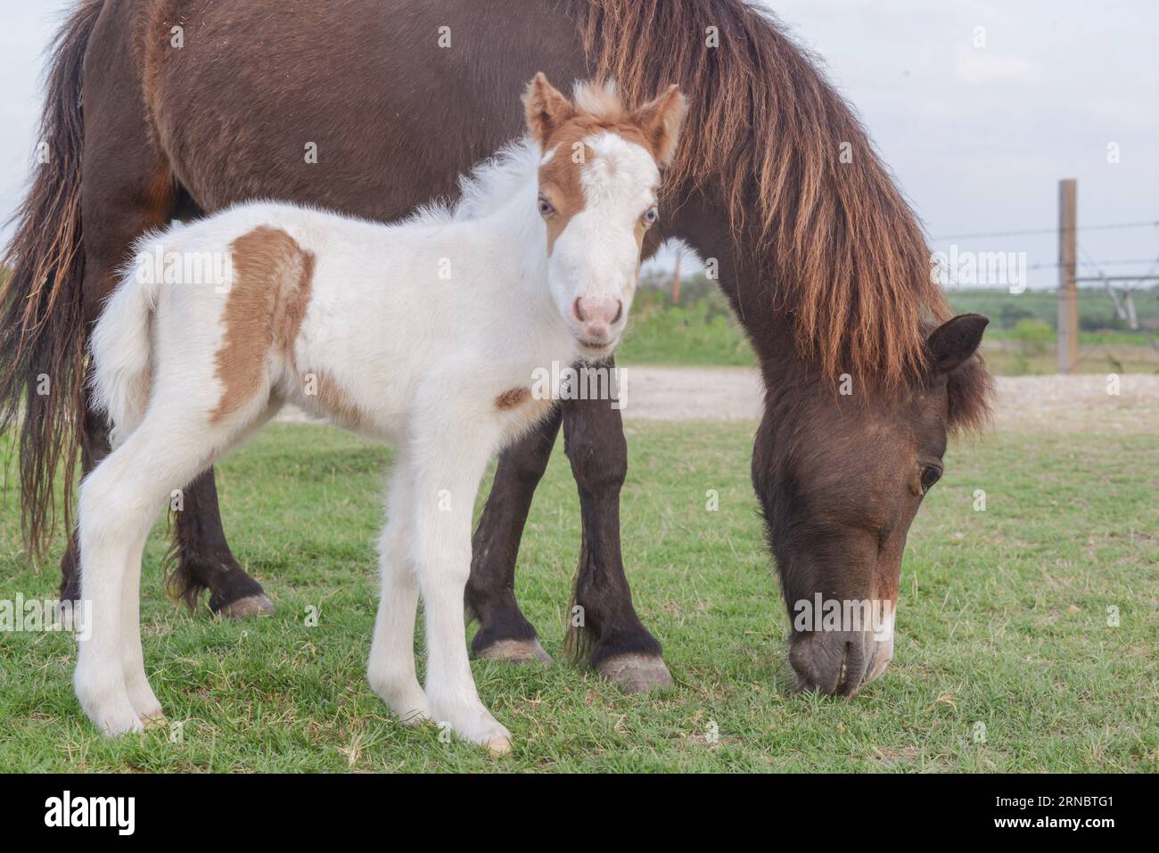 Dipingi pelo di cavallo al pascolo con Momma Horse Foto Stock