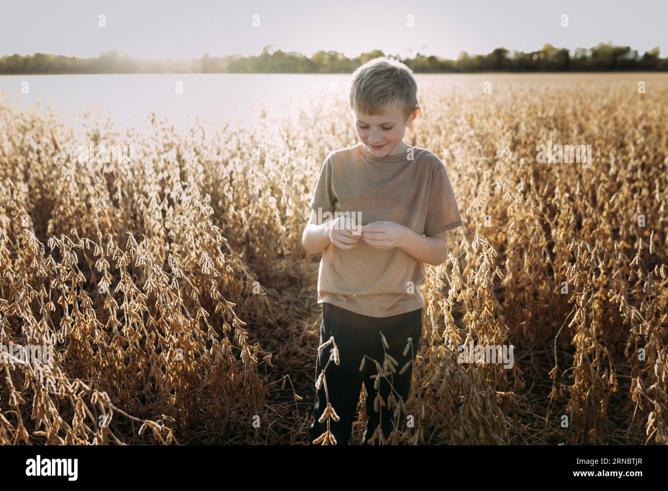 Bambino in un campo dorato retroilluminato di soia in autunno Foto Stock