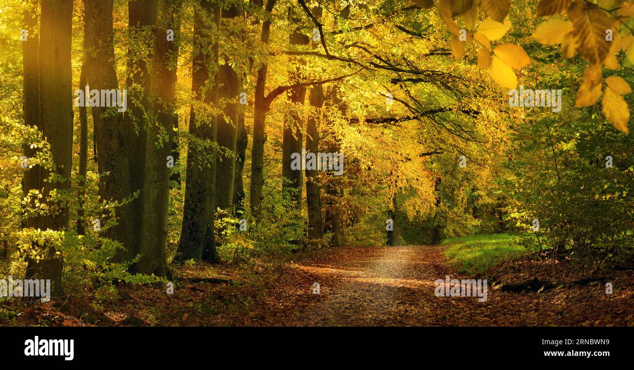 Bellissimo vicolo naturale in autunno, con rami di alberi gialli appesi su una strada sterrata come un arco Foto Stock