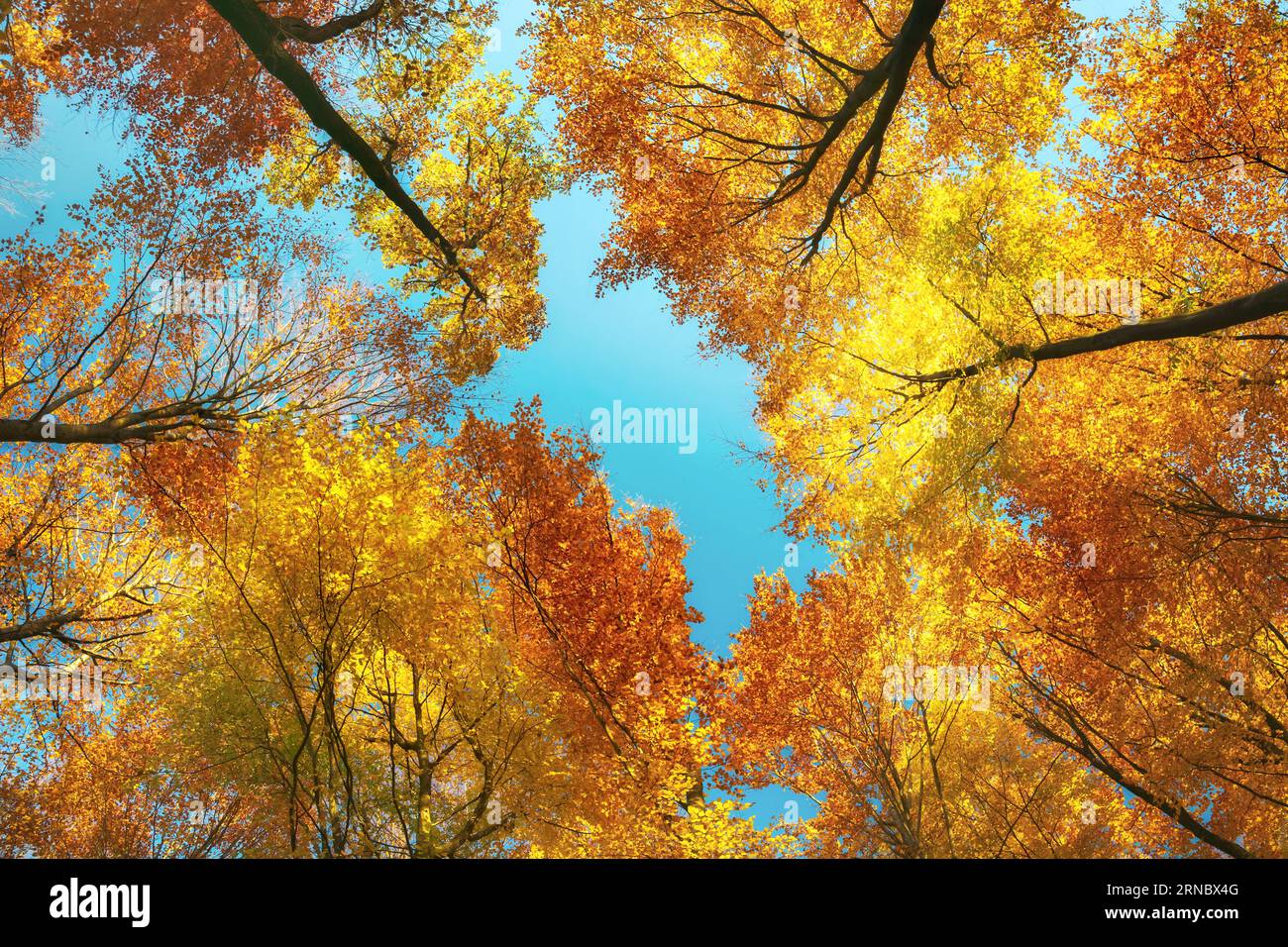 Vista a occhio di verme in una foresta colorata, il vivace baldacchino degli alberi con colori autunnali e cielo blu Foto Stock