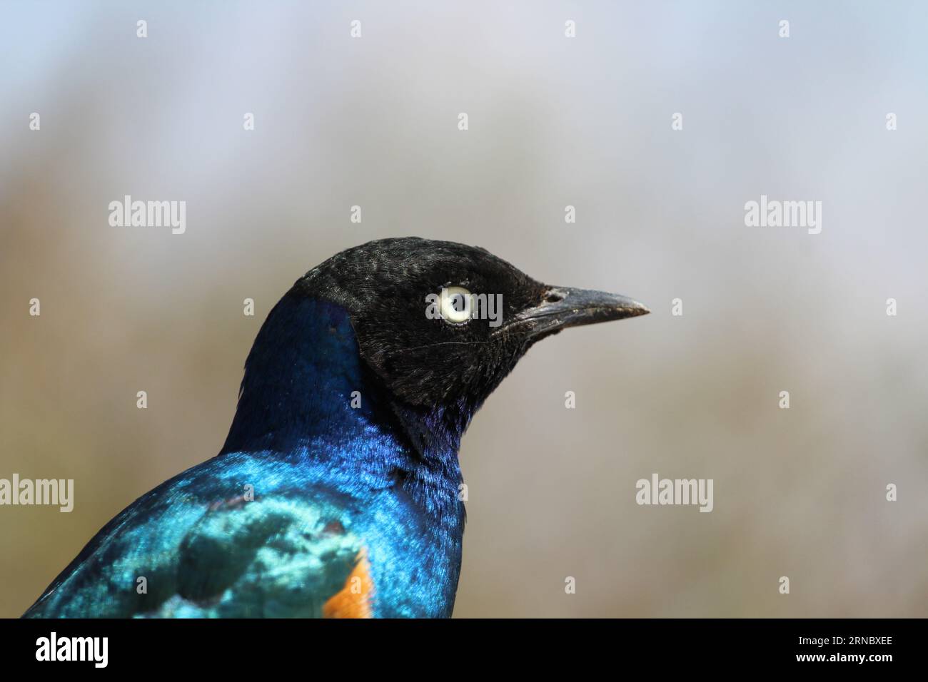 Lamprotornis hildebrandti Foto Stock