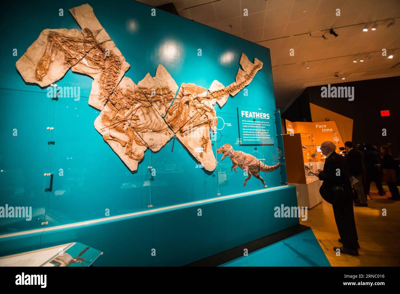 (160315) -- NEW YORK, 15 marzo 2016 -- Un visitatore guarda il fossile del dinosauro Anchiornis huxleyi all'American Museum of Natural History di New York, Stati Uniti, 15 marzo 2016. La nuova mostra Dinosaurs Among Us dell'American Museum of Natural History sarà aperta al pubblico dal 21 marzo 2016 al 2 gennaio 2017. La mostra mostra mostra il legame evolutivo tra i dinosauri e gli uccelli moderni attraverso fossili raramente visti e modelli realistici di dinosauri piumati e uccelli primitivi, molti dei quali sono stati scoperti nella provincia di Liaoning in Cina. U.S.-NEW YORK-MUSEUM-DINOSAURI LIXCH Foto Stock
