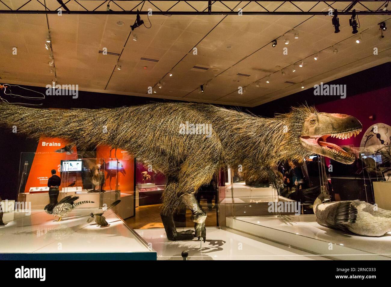 (160315) -- NEW YORK, 15 marzo 2016 -- foto scattata il 15 marzo 2016 mostra il modello del dinosauro Yutyrannus huali lungo 23 metri durante la mostra Dinosaurs Among Us all'American Museum of Natural History di New York, negli Stati Uniti. La nuova mostra Dinosaurs Among Us dell'American Museum of Natural History sarà aperta al pubblico dal 21 marzo 2016 al 2 gennaio 2017. La mostra mostra mostra il legame evolutivo tra i dinosauri e gli uccelli moderni attraverso fossili raramente visti e modelli realistici di dinosauri piumati e uccelli primitivi, molti dei quali sono stati scoperti a Liaoning Provi Foto Stock