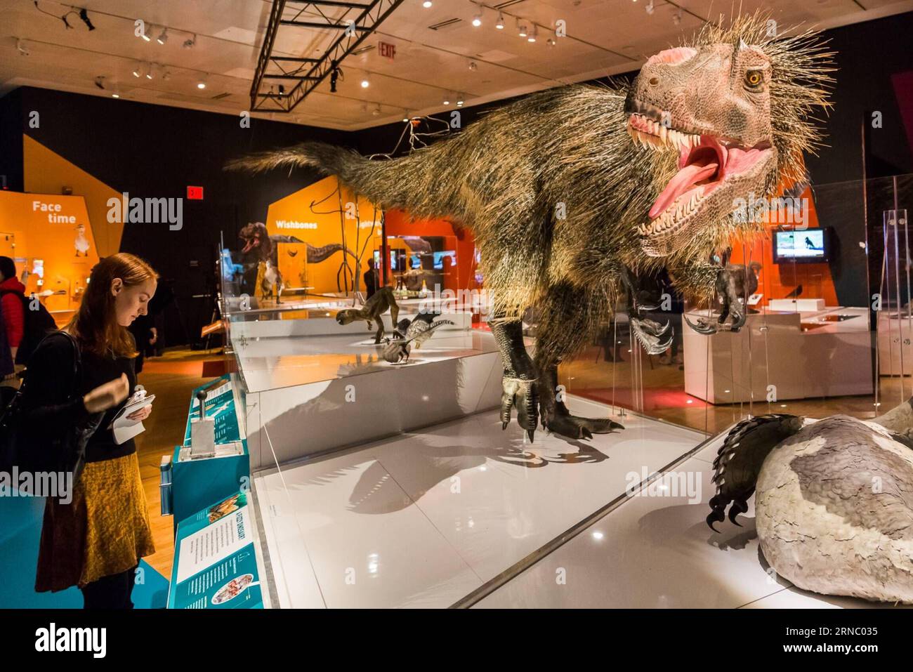 (160315) -- NEW YORK, 15 marzo 2016 -- Un visitatore guarda il modello del dinosauro Yutyrannus huali lungo 23 piedi durante la mostra Dinosaurs Among Us all'American Museum of Natural History di New York, Stati Uniti, 15 marzo 2016. La nuova mostra Dinosaurs Among Us dell'American Museum of Natural History sarà aperta al pubblico dal 21 marzo 2016 al 2 gennaio 2017. La mostra mostra mostra il legame evolutivo tra i dinosauri e gli uccelli moderni attraverso fossili raramente visti e modelli realistici di dinosauri piumati e uccelli primitivi, molti dei quali sono stati scoperti a Liaoning Provin Foto Stock