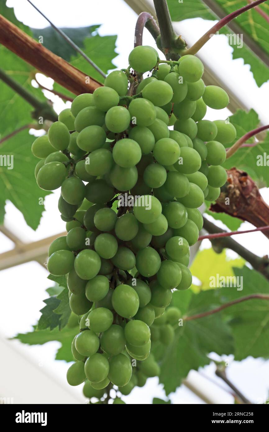 Grappolo di uva bianca maturata su vite in serra Foto Stock