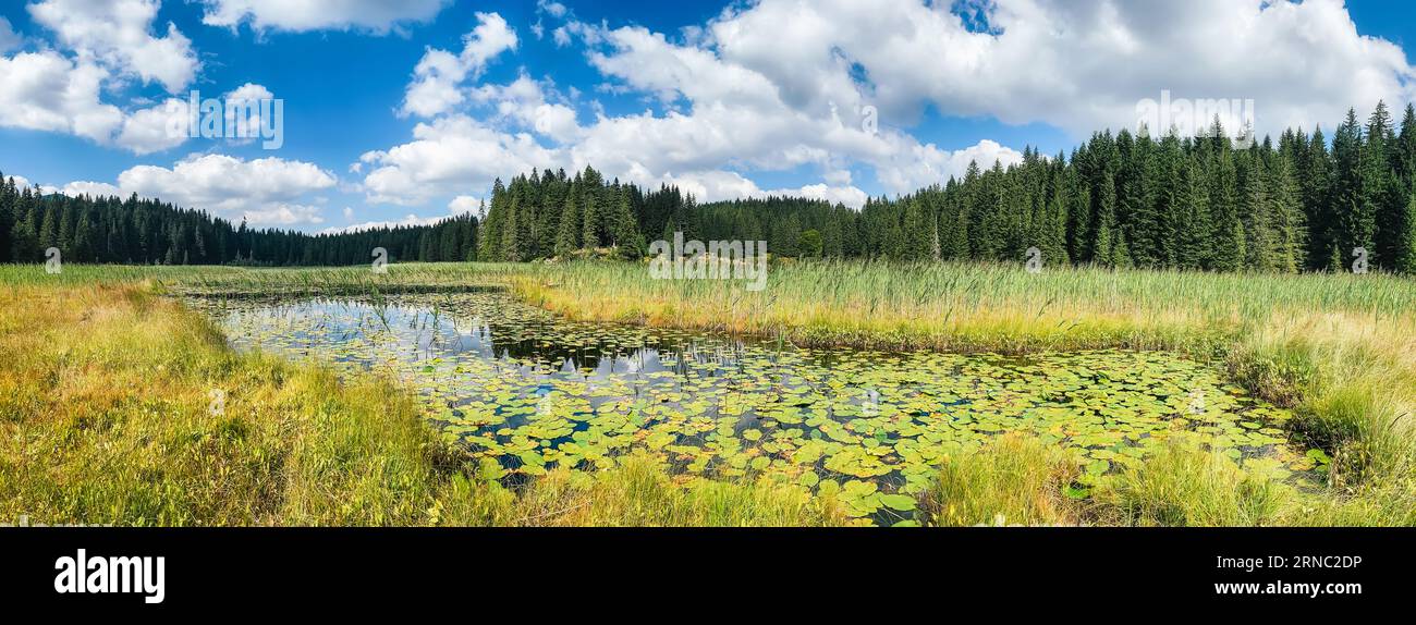 Panorama del lago di Barno nel Parco Nazionale di Durmitor, Montenegro. Lago glaciale panoramico ricoperto di gigli d'acqua gialli, circondato da canne e coniferou Foto Stock