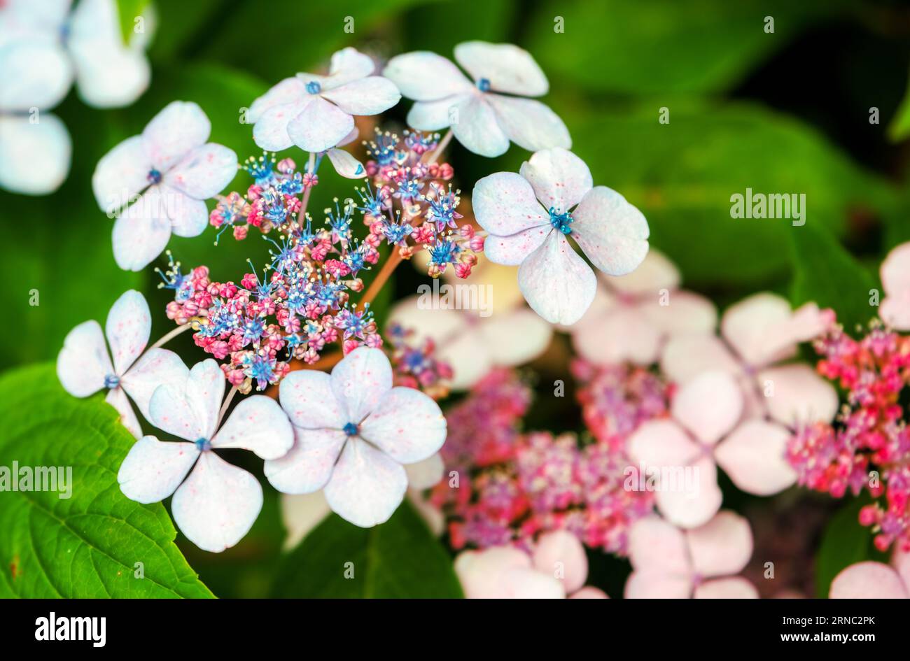 Hydrangeas, Lacecap Hydrangea, English Country Garden, Burbage, Wiltshire, REGNO UNITO Foto Stock