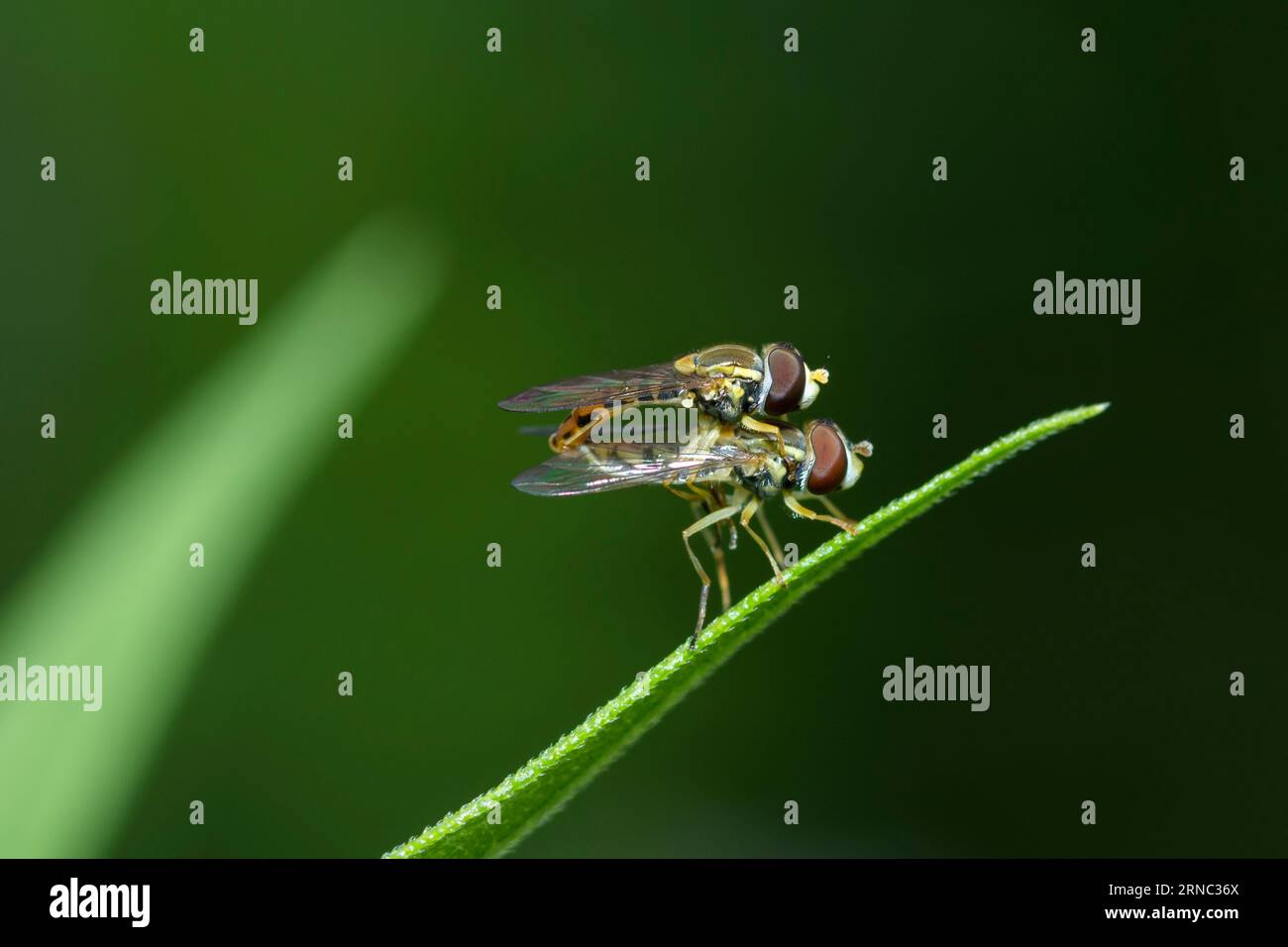 Il calligrafo scirofido marginato mosche che si accoppiano su una foglia, Toxomerus Marginatus Foto Stock
