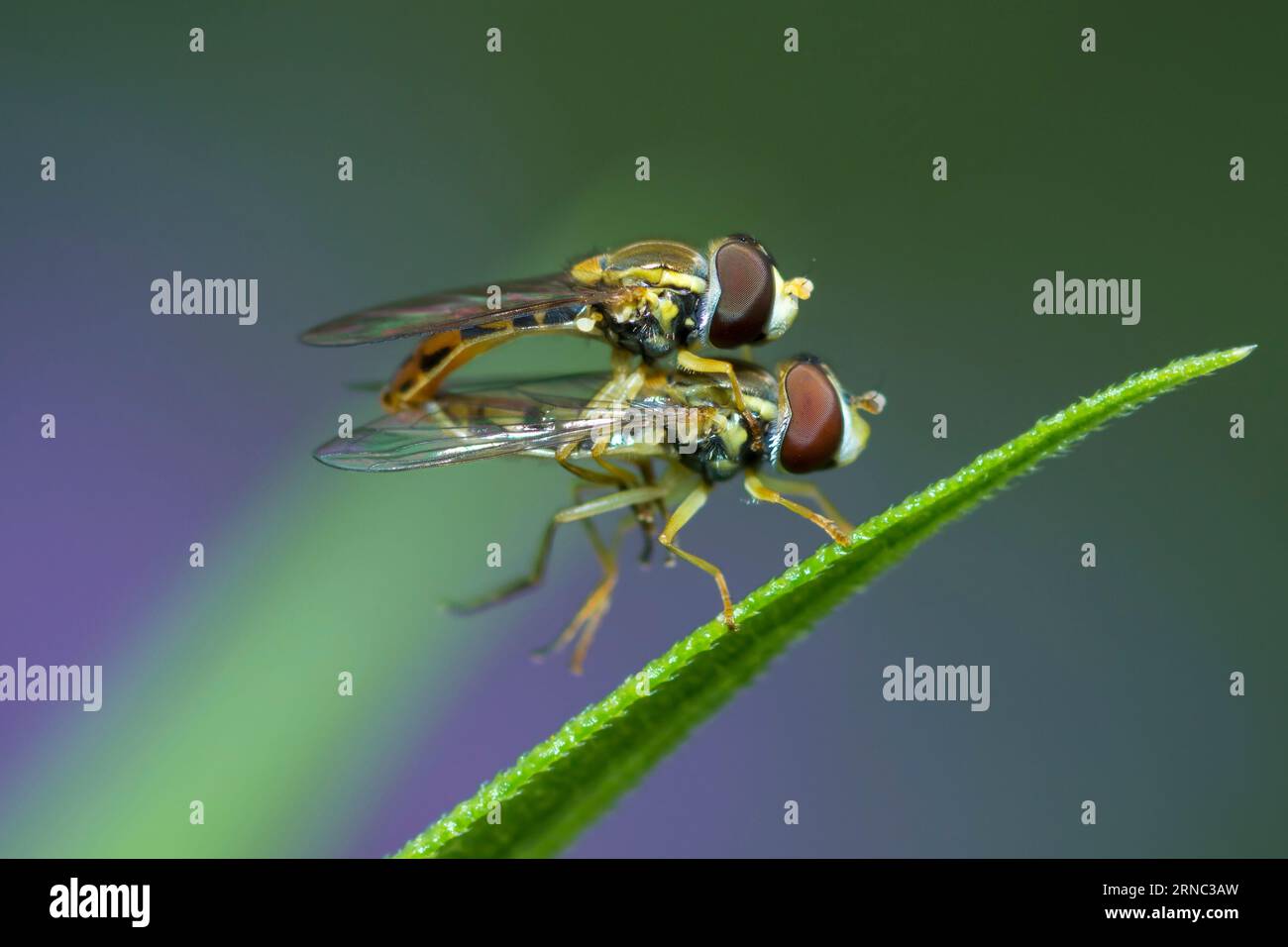 Il calligrafo scirofido marginato mosche che si accoppiano su una foglia, Toxomerus Marginatus Foto Stock