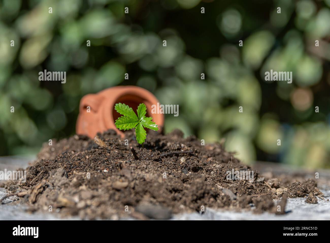 Le foglie verdi umide di una piccola pianta emergono da un vaso molto piccolo che poggia sul terreno Foto Stock