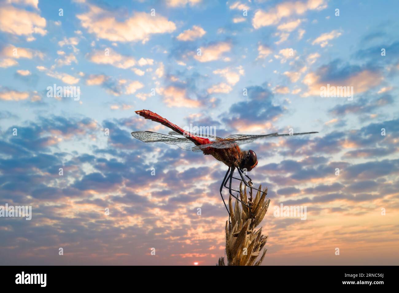 Dragonfly seduta sullo stelo con il cielo tramonto sullo sfondo Foto Stock