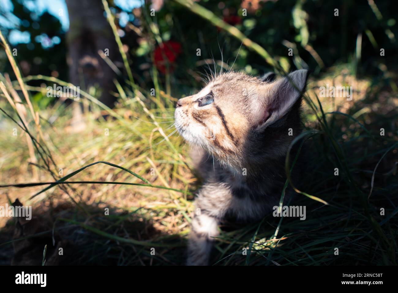 Leo il bel gattino Foto Stock