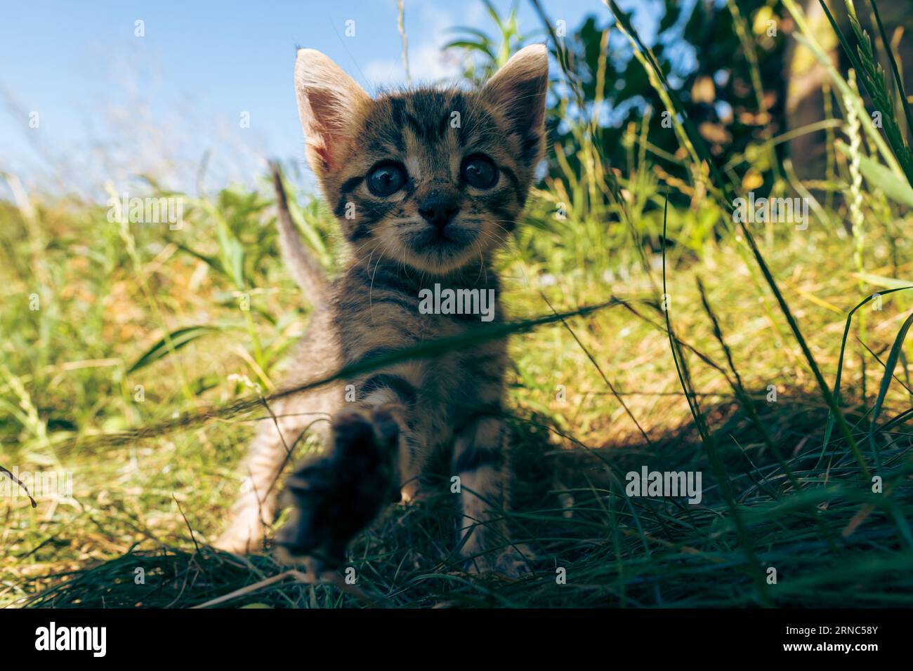 Leo il bel gattino Foto Stock