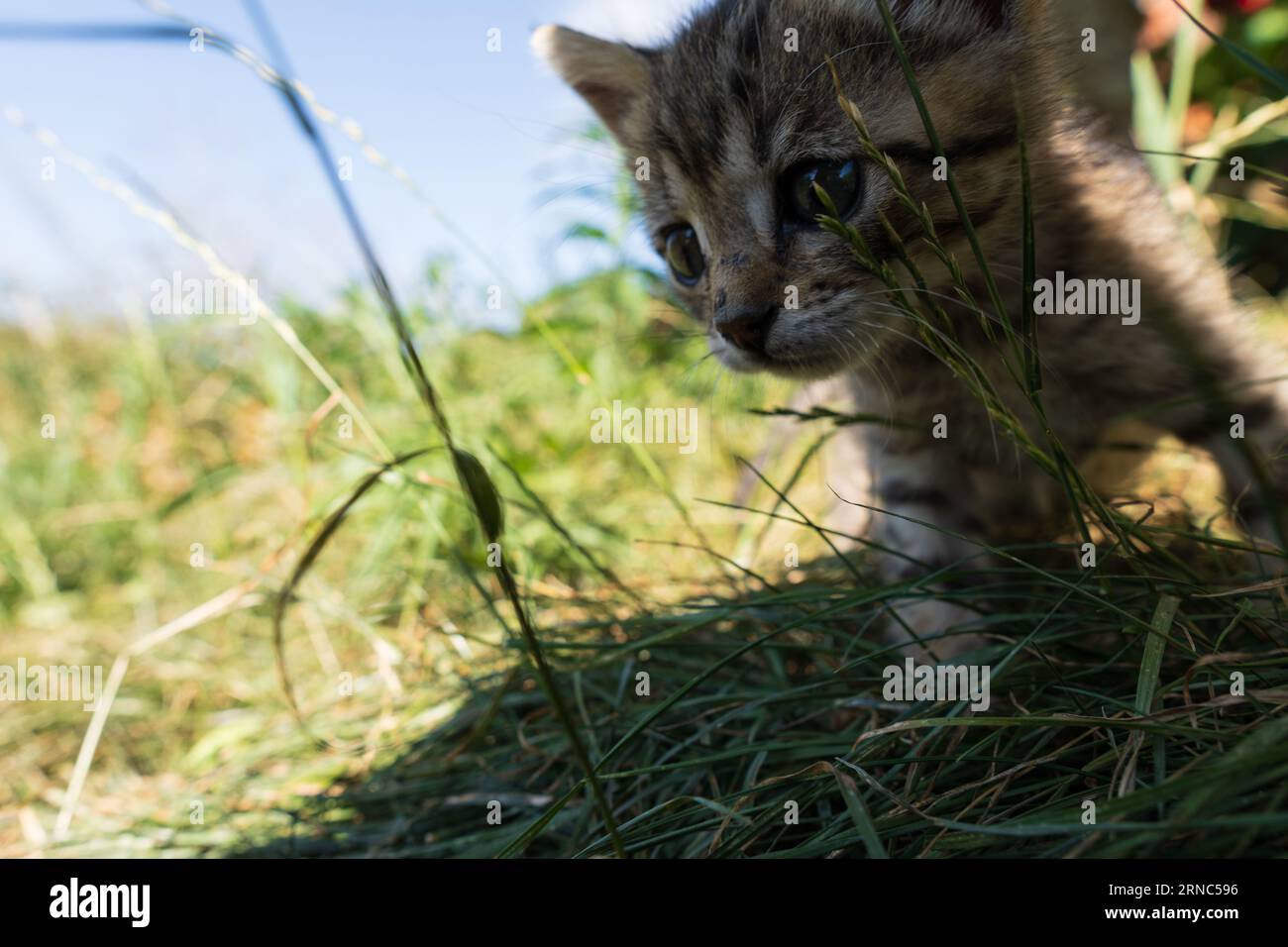 Leo il bel gattino Foto Stock