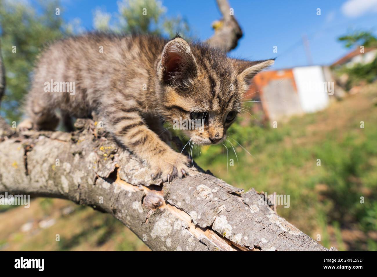 Leo il bel gattino Foto Stock