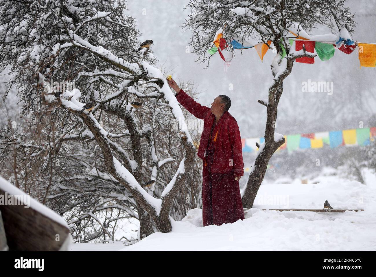 (160324) -- HUALONG, 24 marzo 2016 -- Un monaco nutre Un gigantesco laughingthrushes riposa su un ramo in mezzo a nevicate nella regione autonoma di Hualong Hui nella provincia del Qinghai della Cina nord-occidentale, 23 marzo 2016. ) (lfj) CINA-QINGHAI-HUALONG-NEVICATE (CN ) XingxZhi PUBLICATIONxNOTxINxCHN Hualong 24 marzo 2016 un monaco nutre un gigante Laughingthrush riposa SU un ramo in mezzo a nevicate nella regione autonoma di Hualong Hui della provincia del Qinghai della Cina nord-occidentale 23 marzo 2016 lfj Cina Qinghai Hualong nevicata CN PUBLICATIONXNOTxINCHN Foto Stock