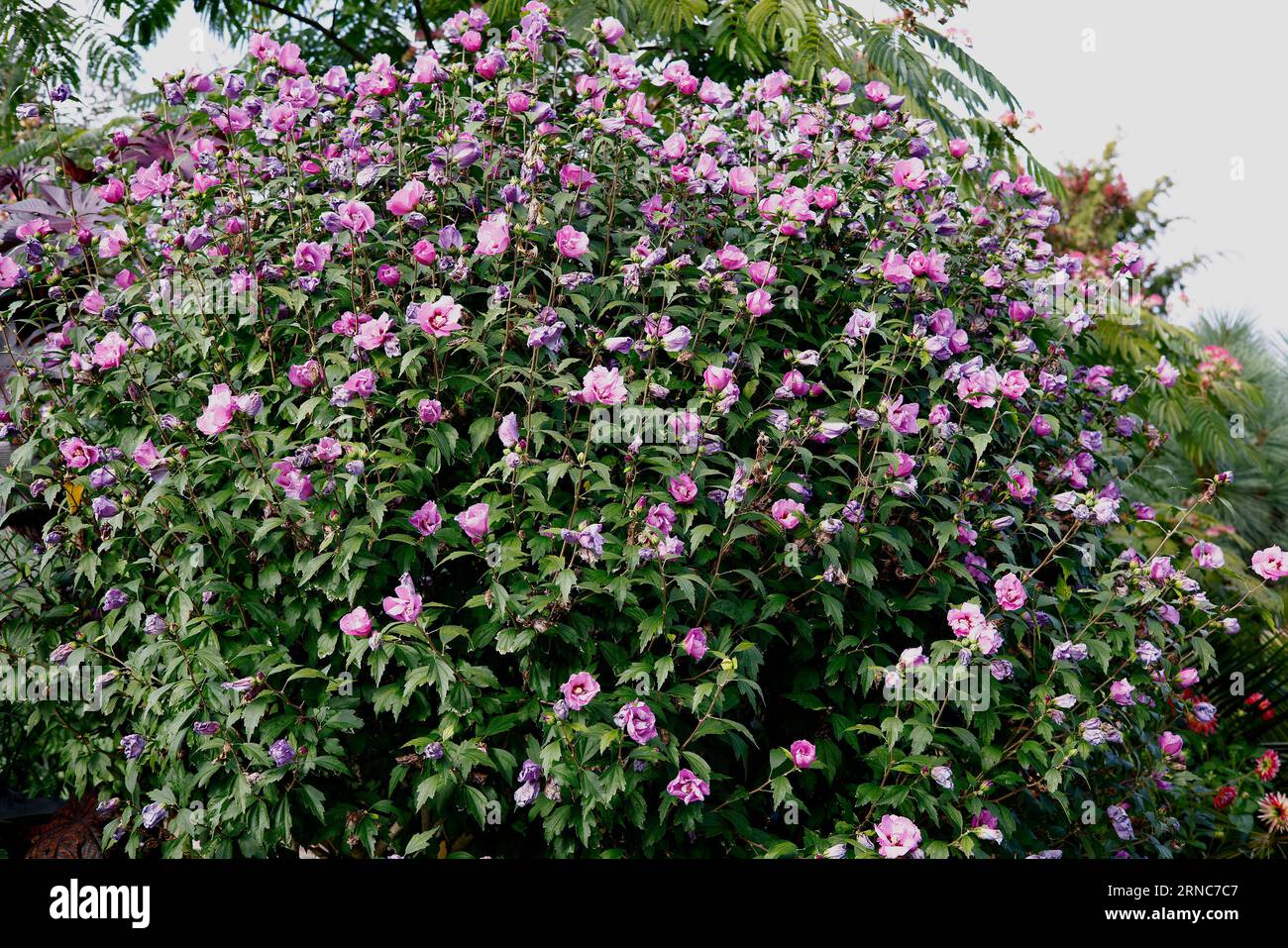 Primo piano tra i fiori rosa lilla e viola dell'arbusto da giardino eretto Hibiscus syriacus souvenir de Charles Breton Foto Stock