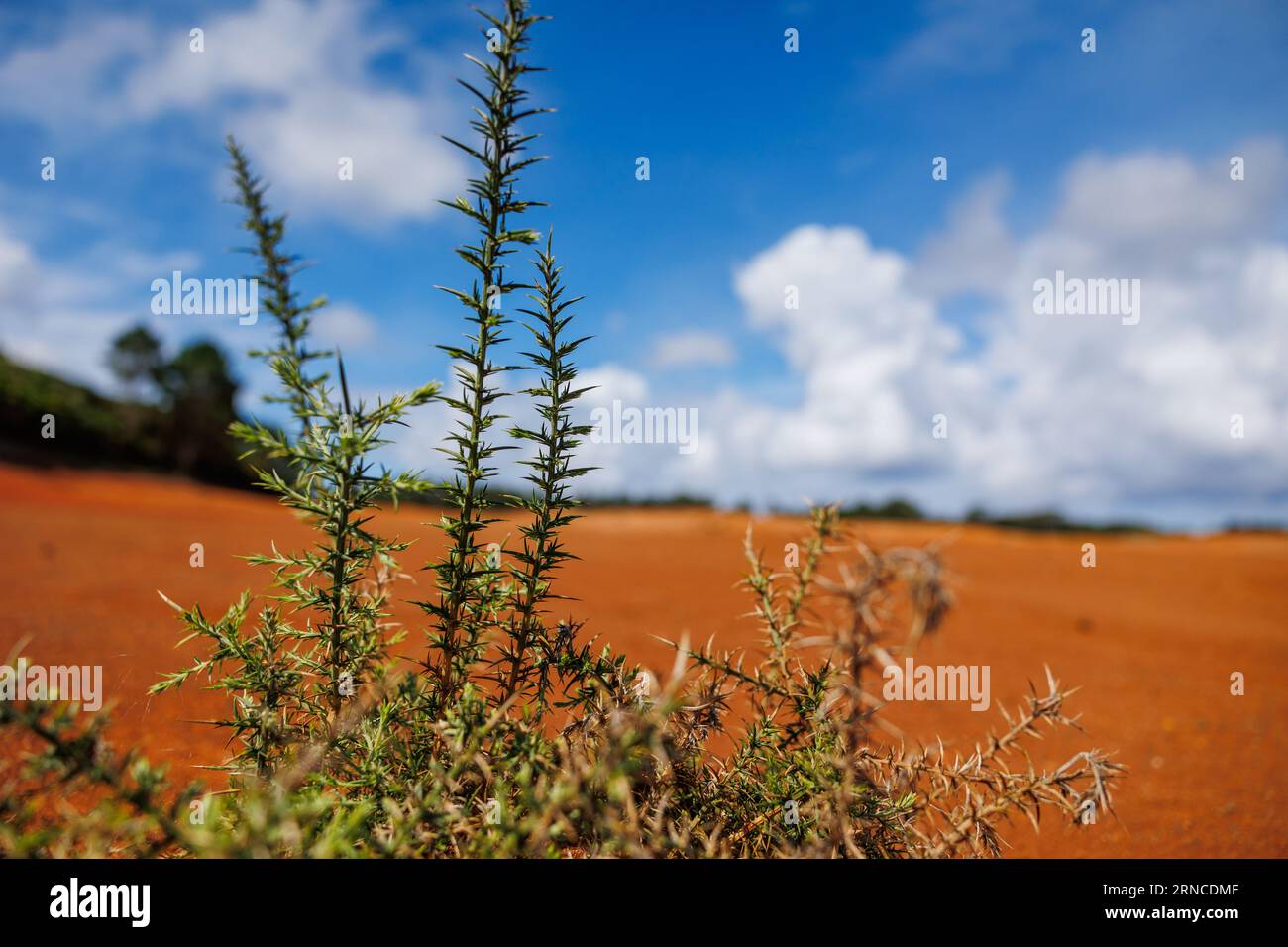 Piantare nel deserto, sull'isola di Santa Maria, fare escursioni nella natura, esplorare il Portogallo. Foto Stock