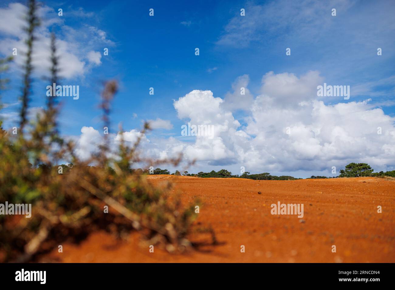 Piantare nel deserto, sull'isola di Santa Maria, fare escursioni nella natura, esplorare il Portogallo. Foto Stock