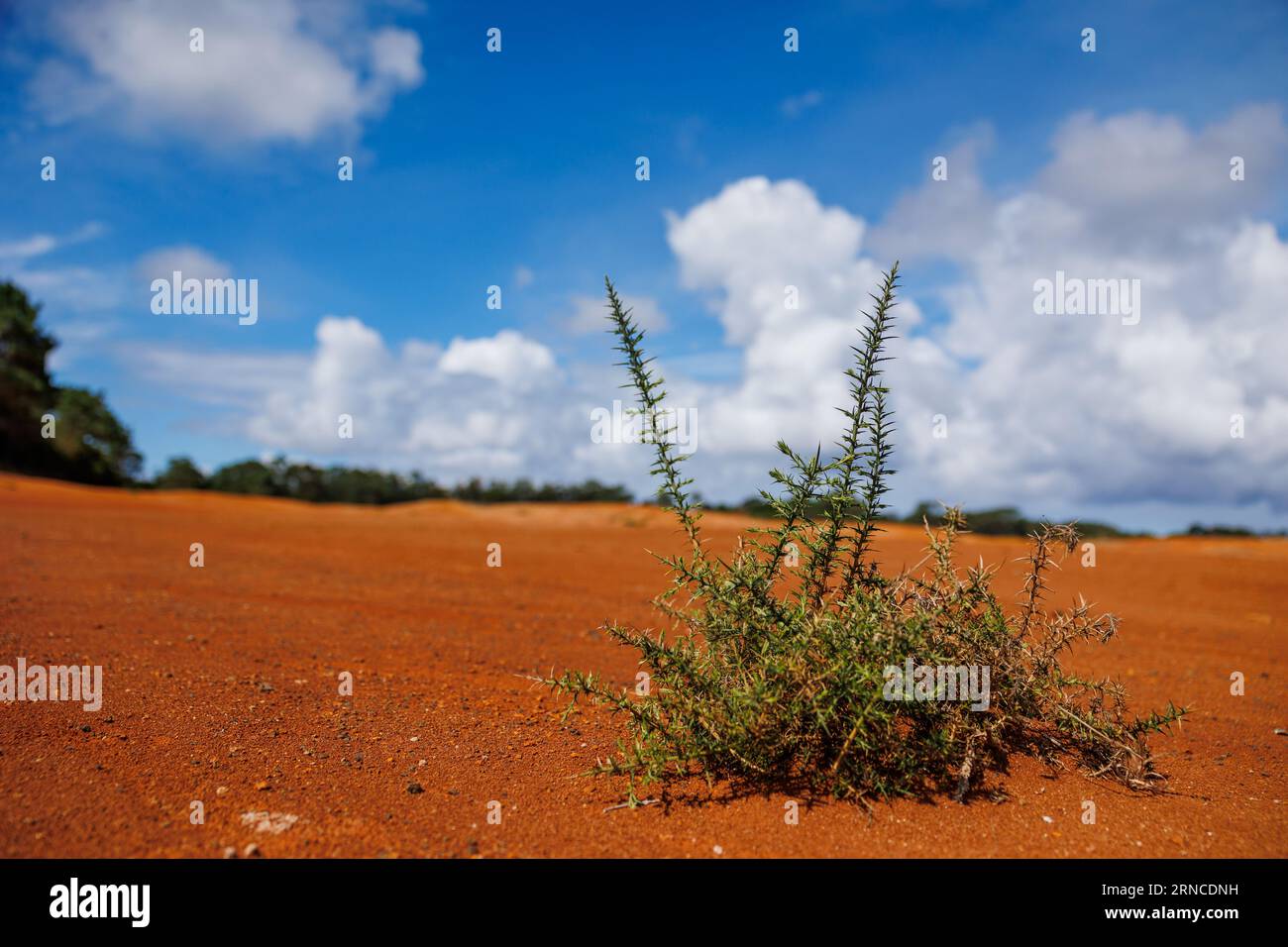 Piantare nel deserto, sull'isola di Santa Maria, fare escursioni nella natura, esplorare il Portogallo. Foto Stock