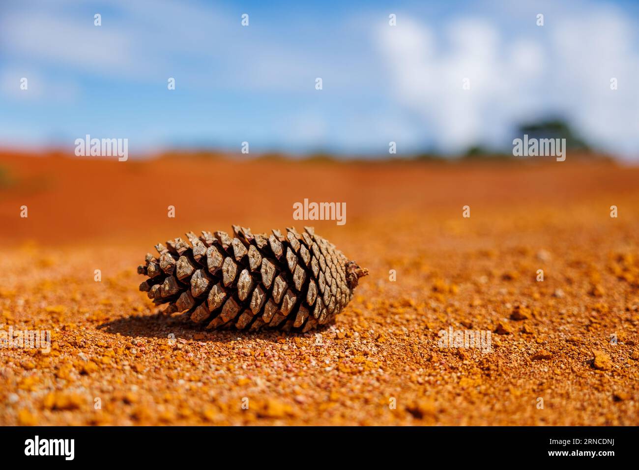 Cono di pino nel deserto, isola di Santa Maria, escursioni nella natura, esplorazione del Portogallo. Foto Stock