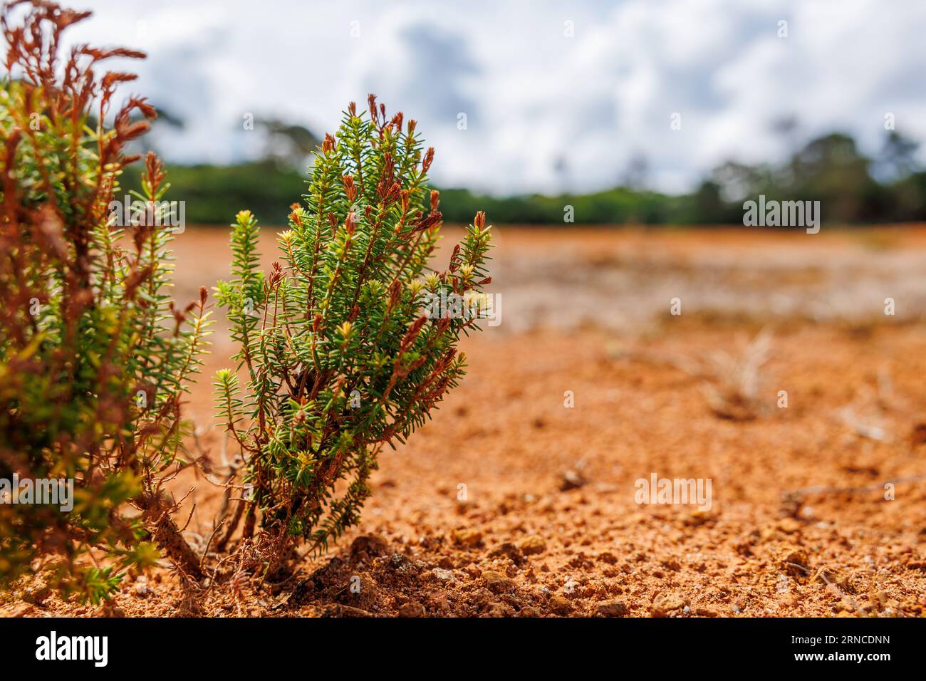 Pianta di Erica nel deserto, isola di Santa Maria, escursioni nella natura, esplorazione del Portogallo. Foto Stock