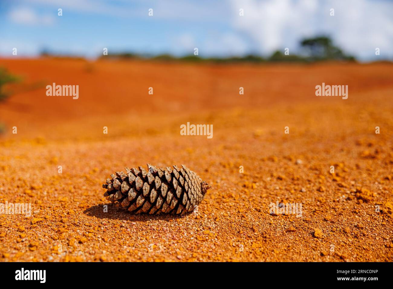 Cono di pino nel deserto, isola di Santa Maria, escursioni nella natura, esplorazione del Portogallo. Foto Stock