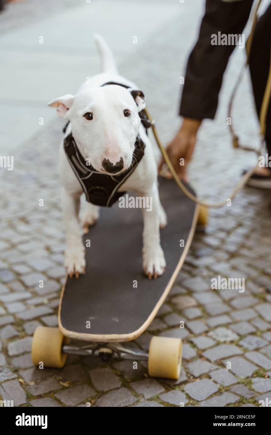 Pattinaggio su marciapiede per cani Bull Terrier Foto Stock