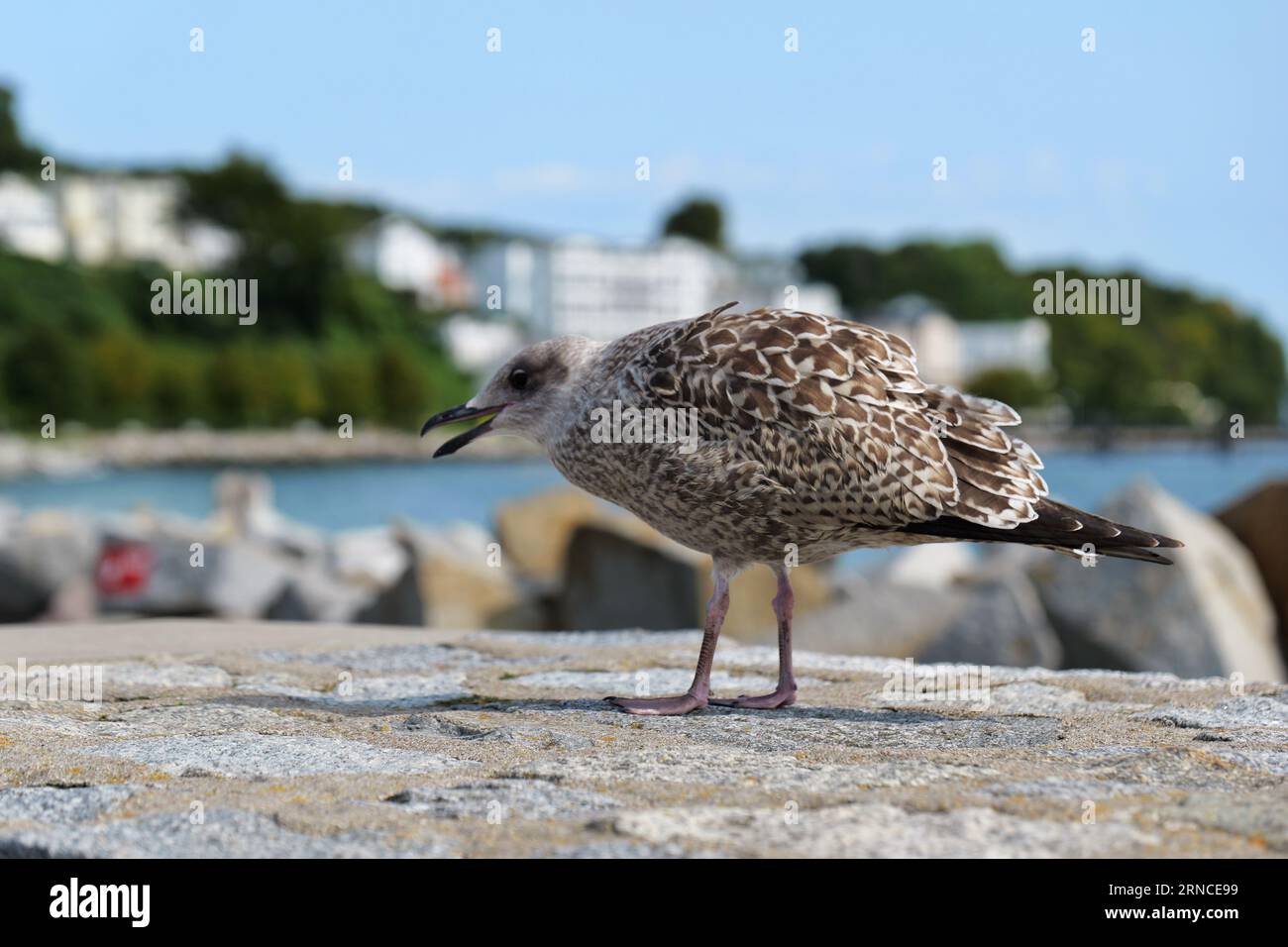 Nel molo e vicino alle barche da pesca nel porto di Sassnitz si trovano grandi gabbiani dal retro nero Foto Stock
