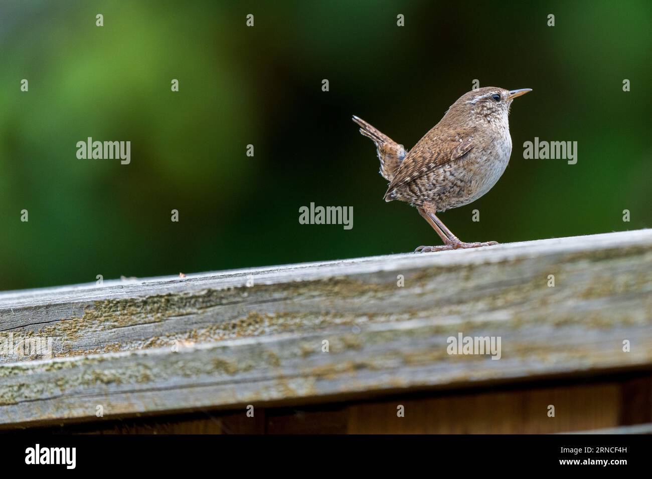 Una piccola wren arroccata su un ramo con un accattivante sfondo bokeh, creando una scena magica e incantevole. Foto Stock