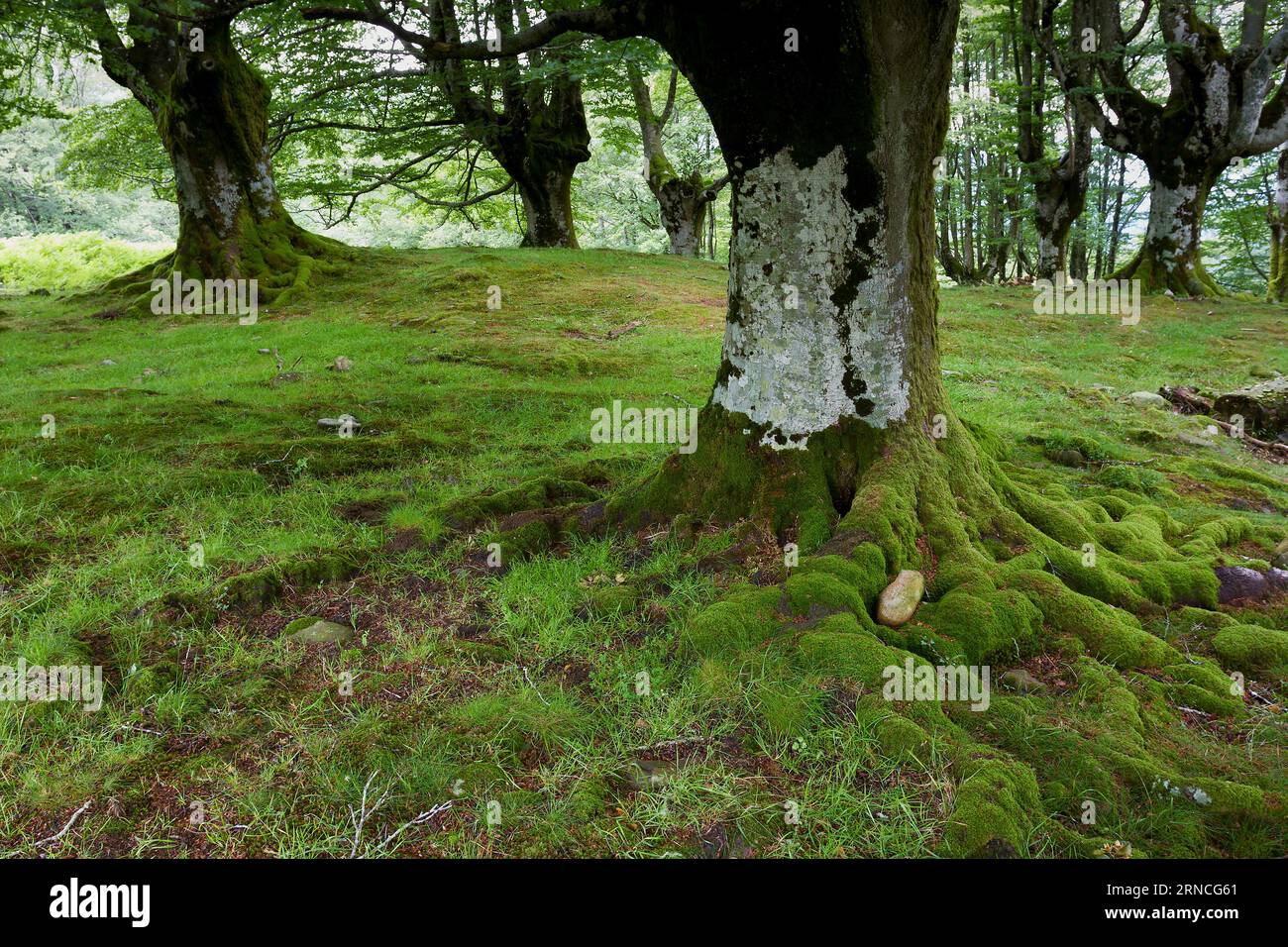 Foresta di Belaustegi, parco naturale di Gorbeia, Bizkaia, Paesi Baschi, Spagna Foto Stock