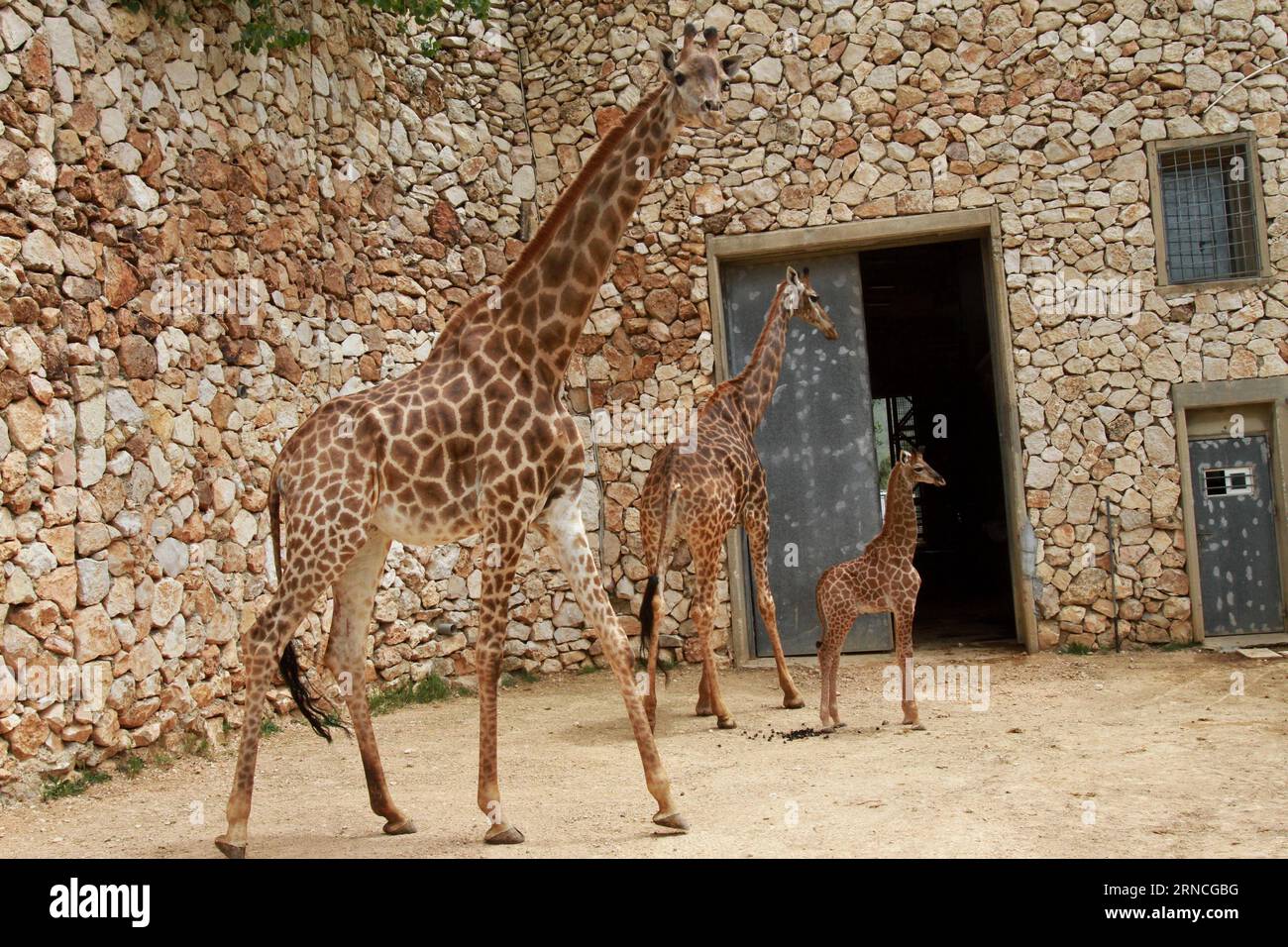 Giraffennachwuchs im Zoo von Jerusalem (160411) -- GERUSALEMME, 10 aprile 2016 -- Adis, un vitello di giraffa sudafricana di tre settimane, si trova vicino a sua madre e sua nonna allo zoo biblico di Gerusalemme il 10 aprile 2016. ) MIDEAST-JERUSALEM ZOO-BABY GIRAFFA GilxCohenxMagen PUBLICATIONxNOTxINxCHN Giraffennachwuchs in Zoo from Jerusalem 160411 Jerusalem April 10 2016 adi un vitello sudafricano di Giraffa di tre settimane si trova vicino a sua madre e sua nonna ALLO zoo biblico di Gerusalemme IL 10 aprile 2016 Mideast Jerusalem Zoo Baby Giraffe GilxCohenxMagen PUBLICAONXINCHN Foto Stock