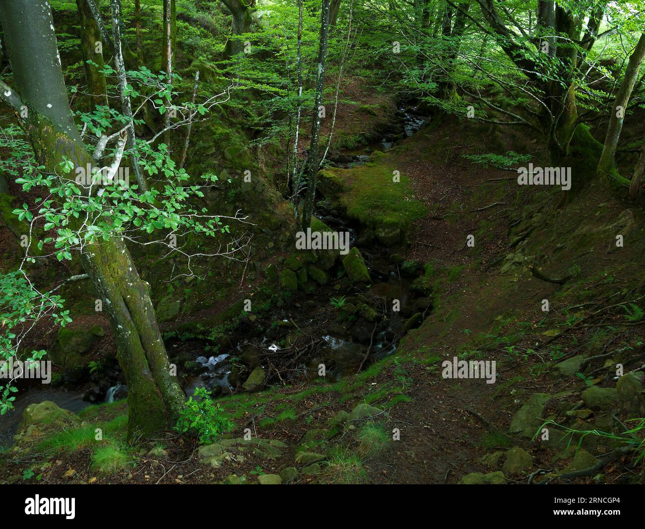 Foresta di Belaustegi, parco naturale di Gorbeia, Bizkaia, Paesi Baschi, Spagna Foto Stock
