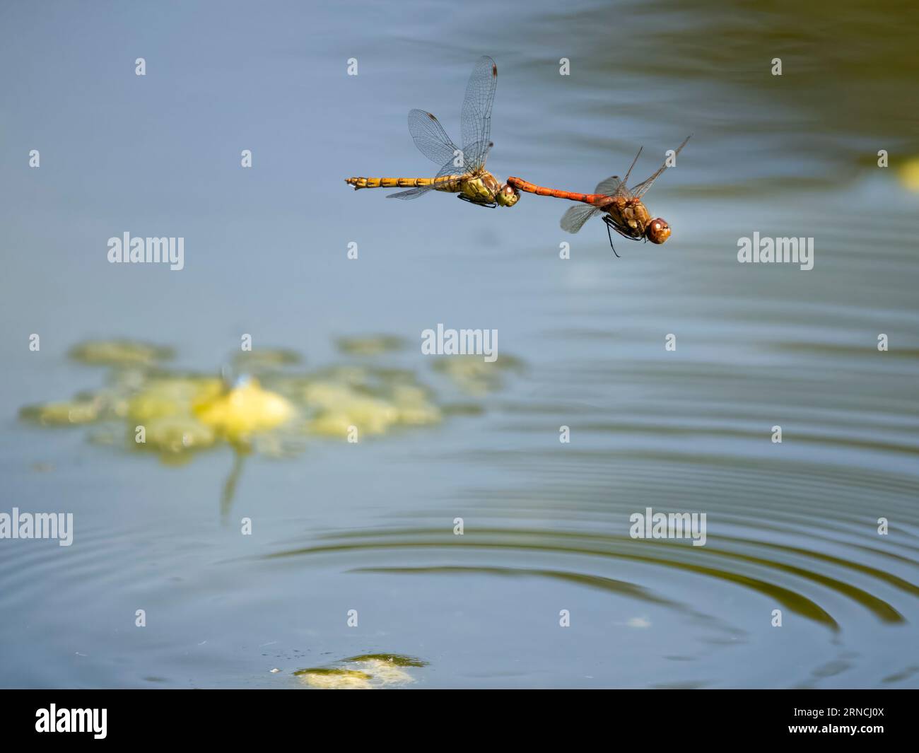 Common darter, Sympetrum striolatum, coppia di insetti accoppiati in volo, Warwickshire, agosto 2023 Foto Stock