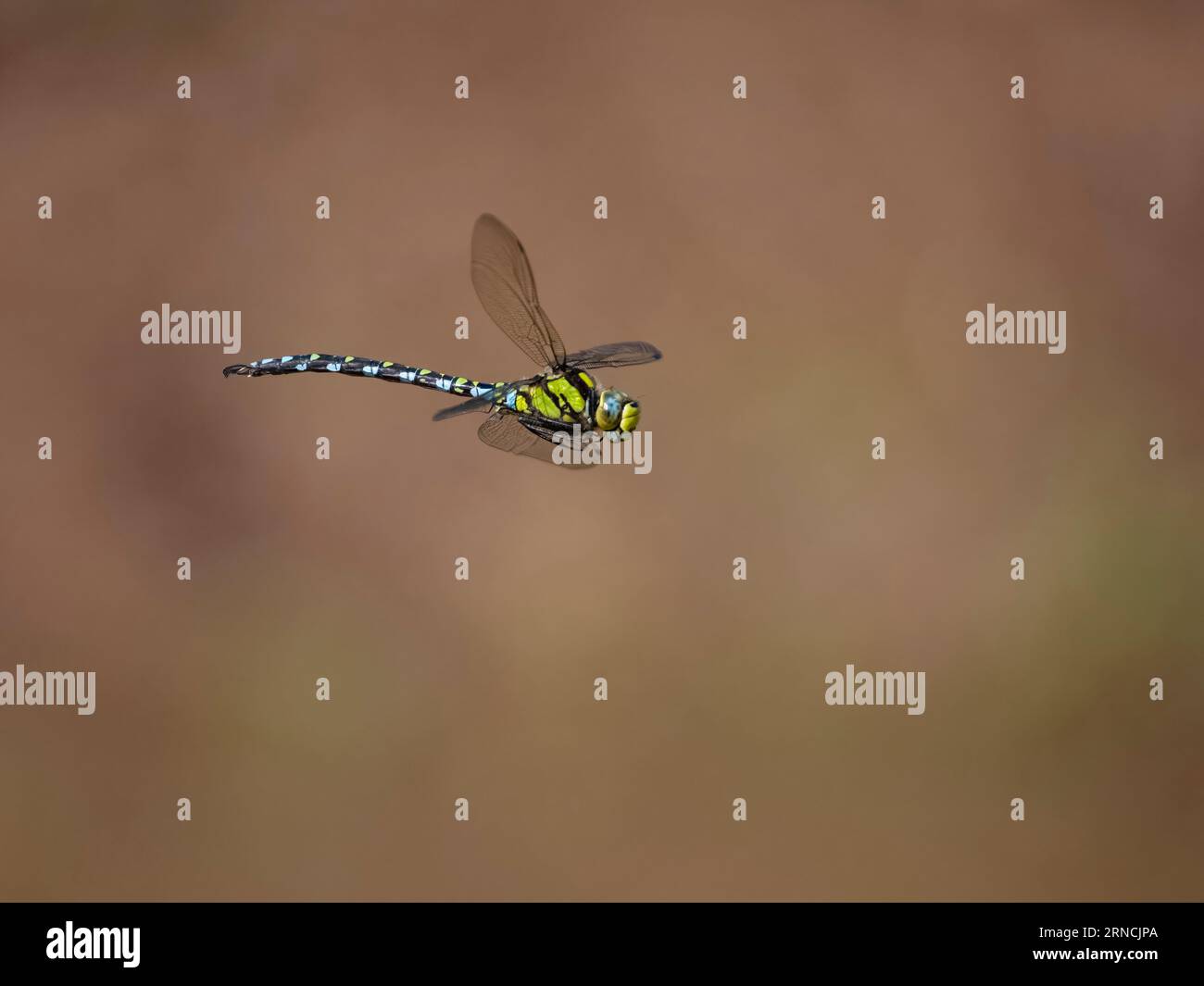 Southern Hawker, Aeshna cyanea, single Insect in flight, Warwickshire, agosto 2023 Foto Stock