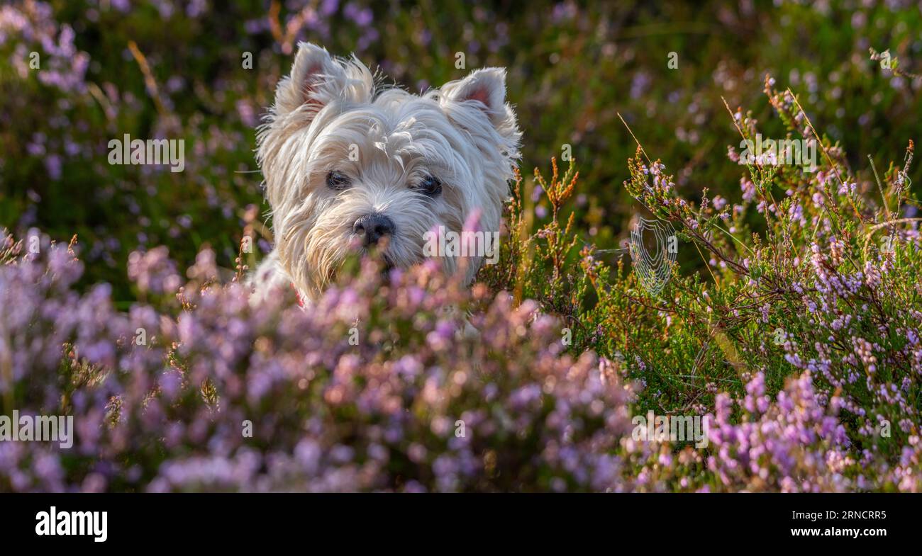 Tempo, carino, animali. Lammermuir Hills, Berwickshire, Scottish Borders, Regno Unito. 31 agosto 2023. Un trio di adorabili Westies, West Highland Terriers, (Kitty, Dotty e Gemma) erano fuori stamattina presto per prendere il sole presto inseguendo e annusando i profumi della fiorita erica viola sulle Lammermuir Hills nel Berwickshire, in Scozia. Foto: phil wilkinson/Alamy Live News Foto Stock