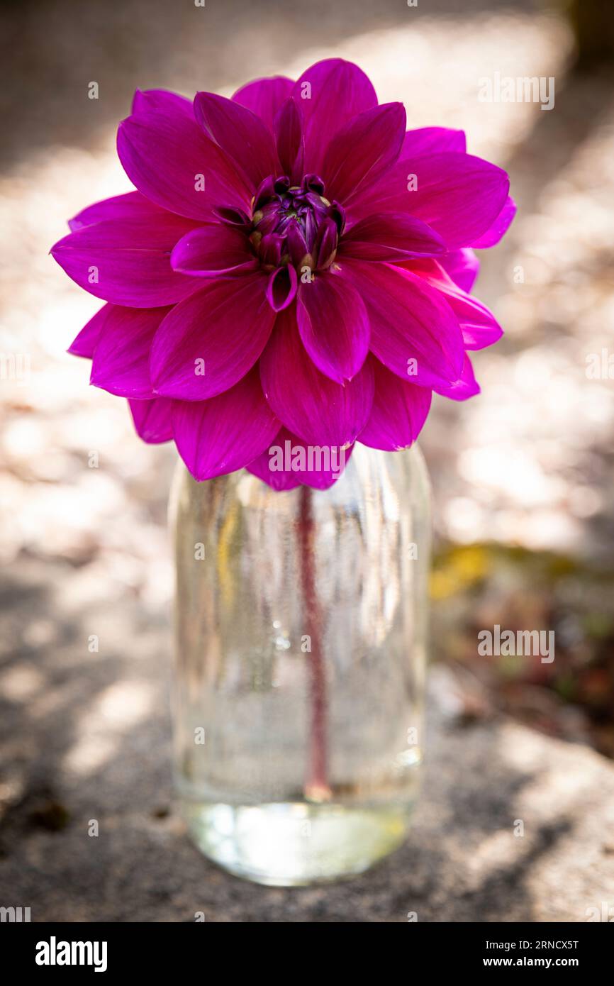 Il fiore di Dahlia 'Thomas A. Edison' in una bottiglia di latte Foto Stock