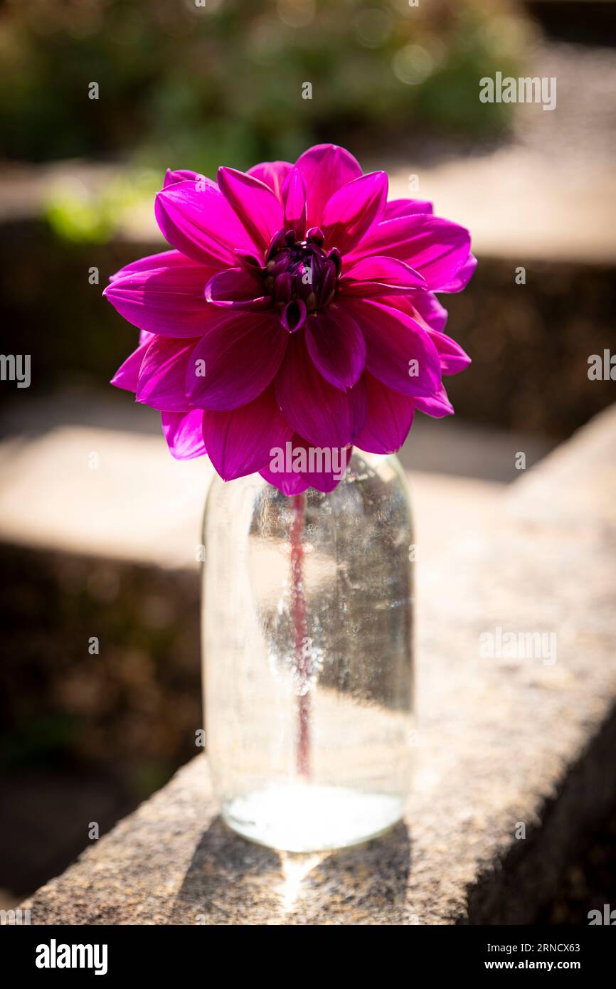 Il fiore di Dahlia 'Thomas A. Edison' in una bottiglia di latte Foto Stock