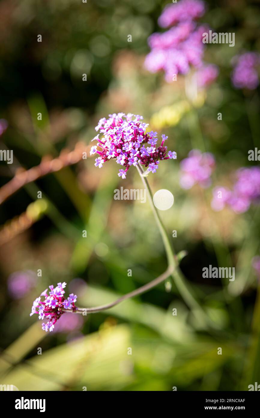 Primo piano del fiore della Verbena bonariensis Foto Stock